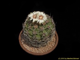 Gymnocalycium nigriareolatum v. simoi 219